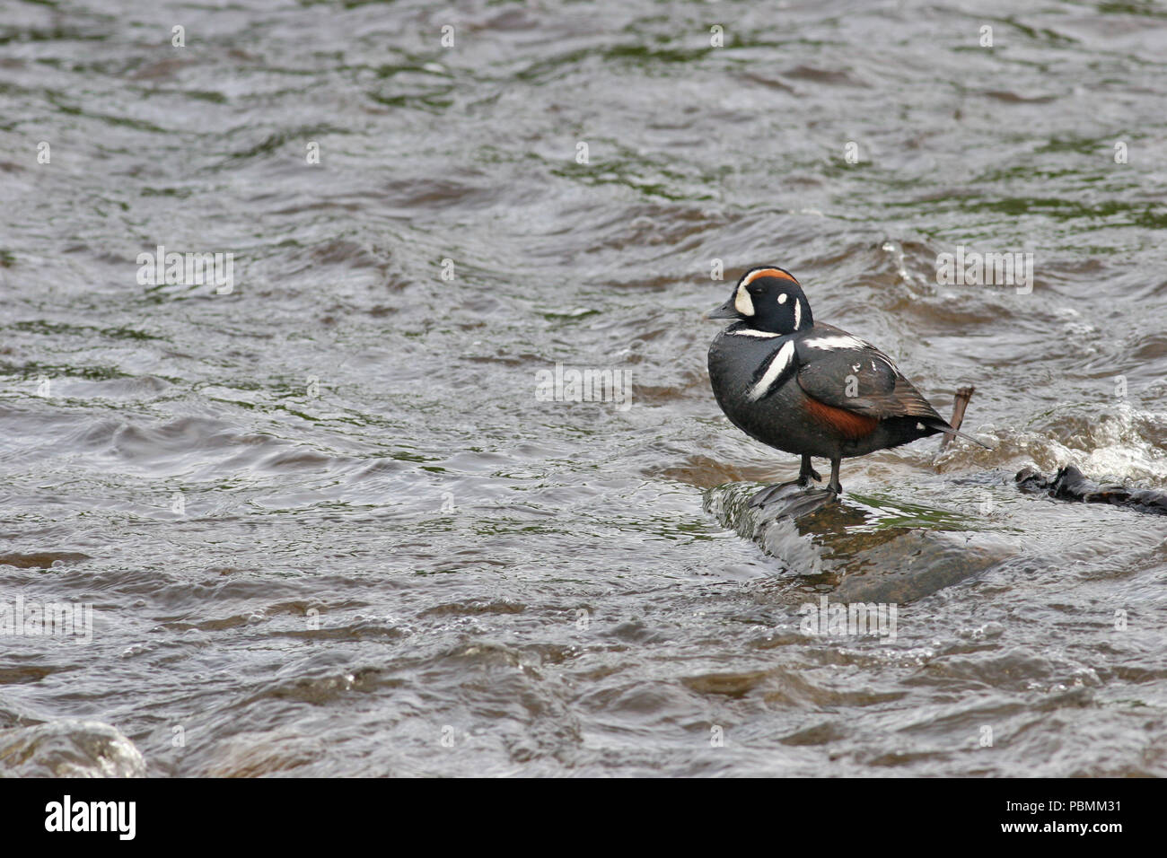 L'Arlequin plongeur (Histrionicus histrionicus) perché sur un rocher dans une rivière qui coule rapidement sur la péninsule de Kenai en Alaska. Banque D'Images