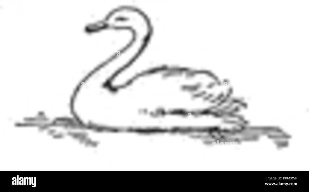 Petit Cygne Banque D Images Noir Et Blanc Alamy