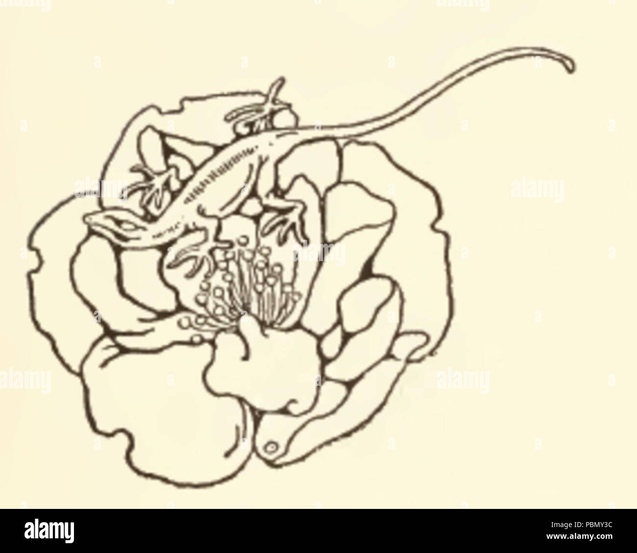 929 Lizard et Rose Dimensions Banque D'Images