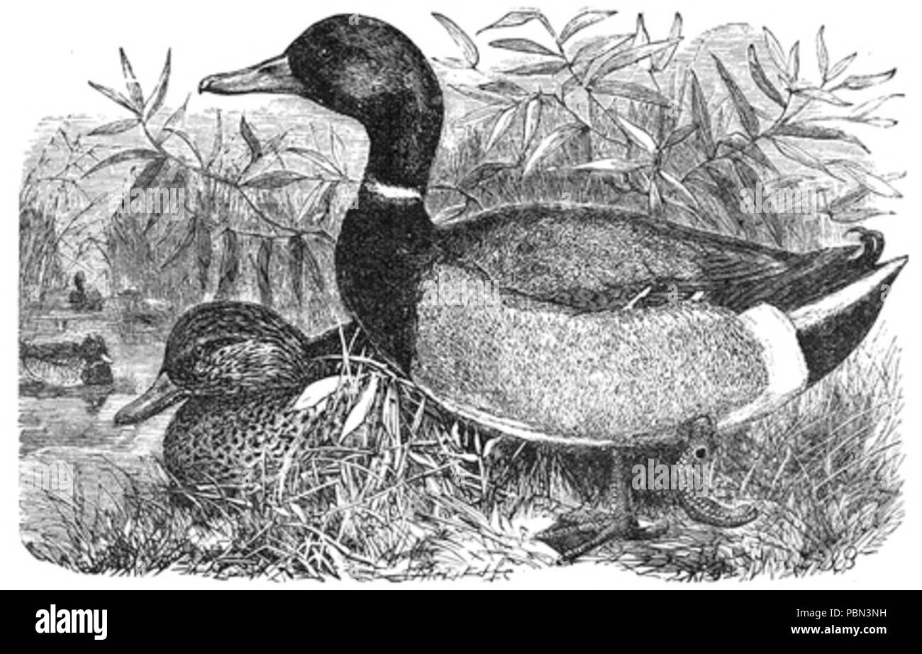 988 Canard colvert de droit Banque D'Images