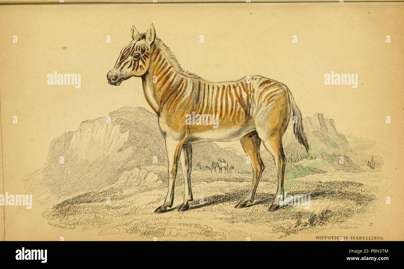 989 mammifères-00022 2 Quagga (23502105746) Banque D'Images