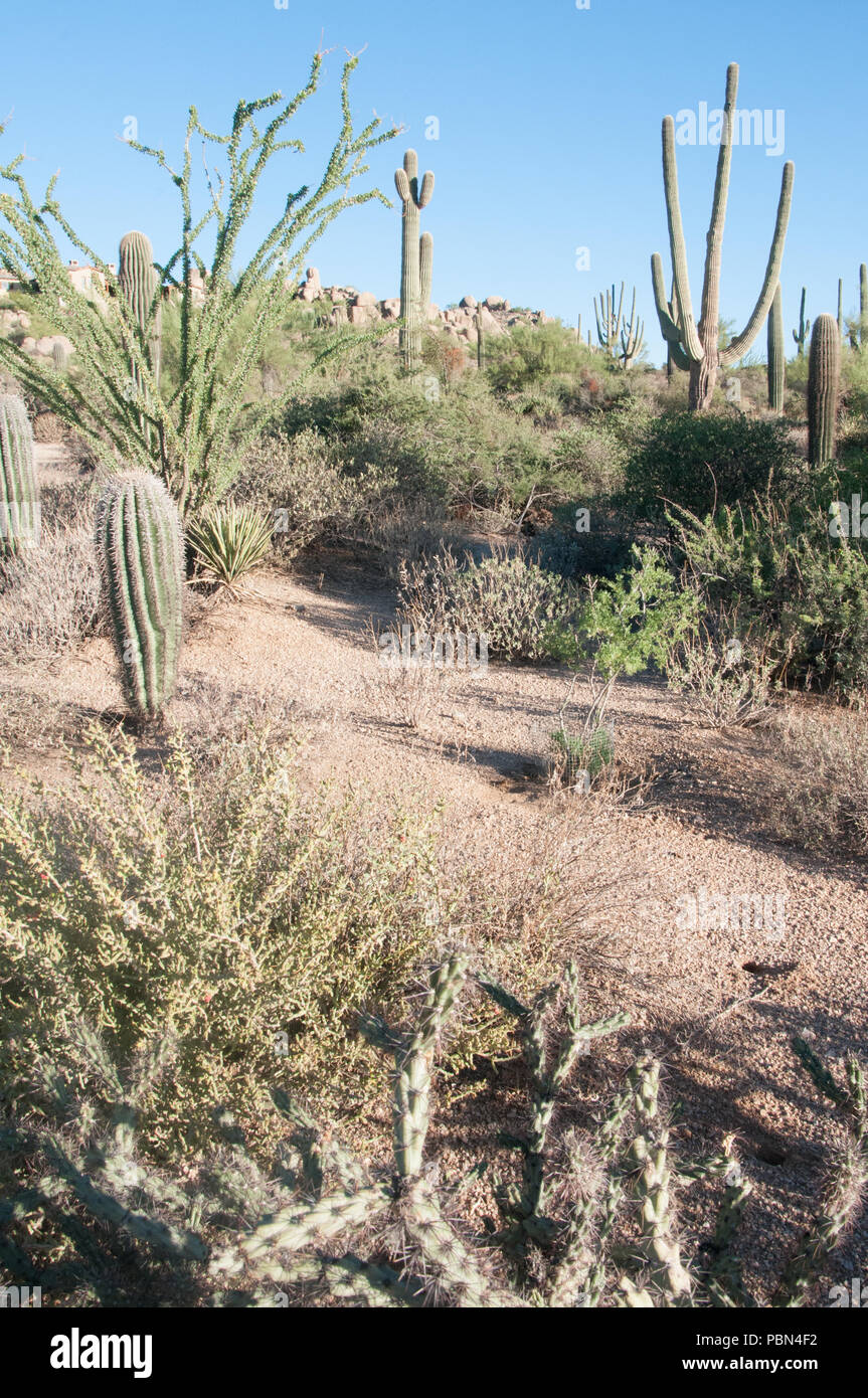 Cactus poussent sur les pentes de Pinnacle Peak, un parc de loisirs et de randonnées dans la région de Scottsdale en Arizona. Banque D'Images