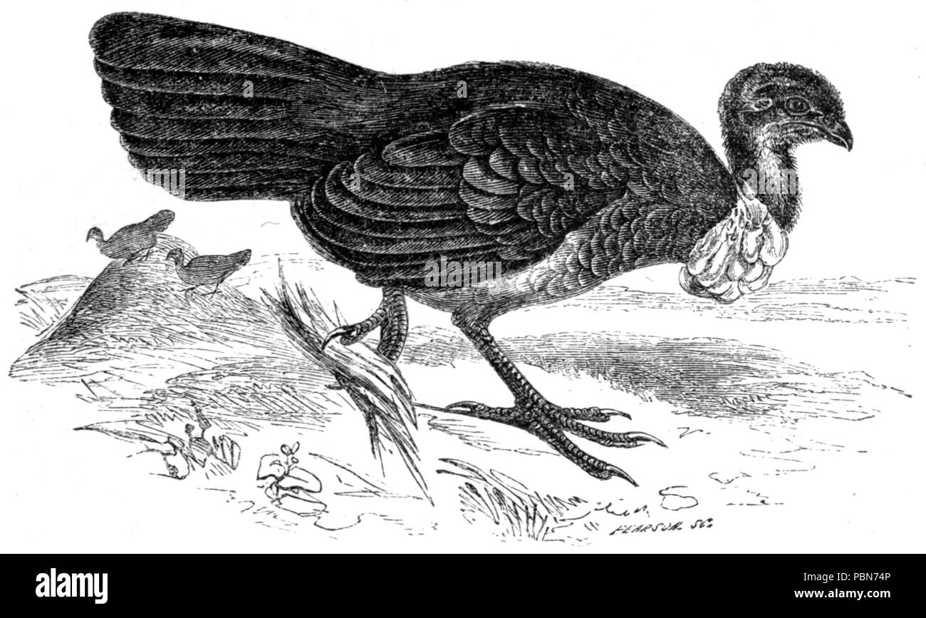 1013 MEGAPODIUS MONTICULE, OU DES CAPACITÉS BIRD Banque D'Images