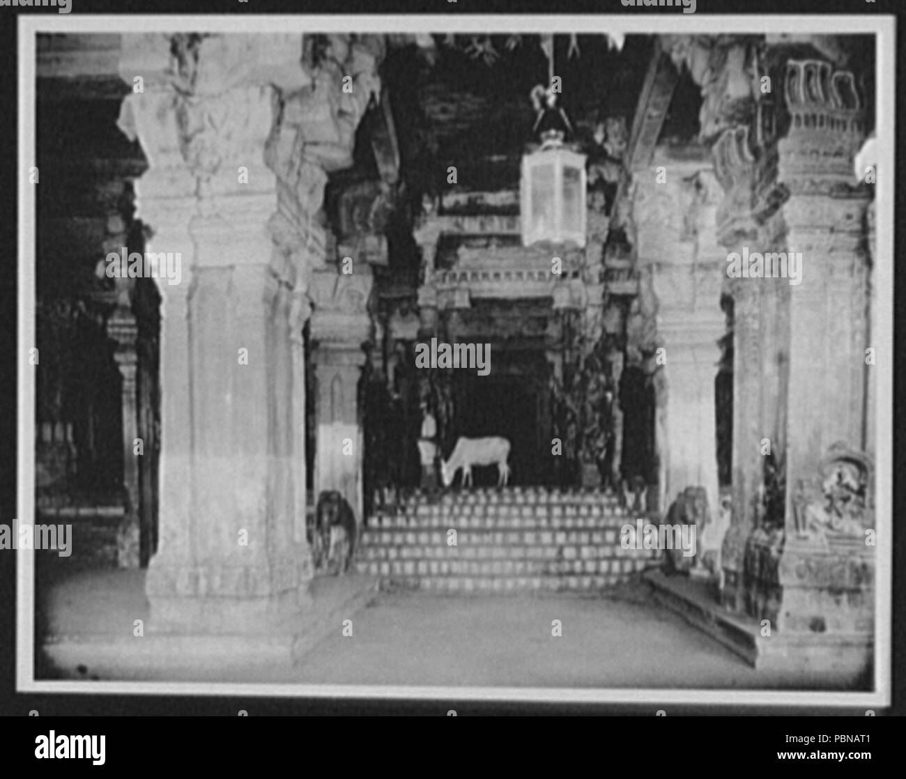980 Madura - vache paissant dans le hall d'un Mille Colonnes, Temple de Siva RCAC2004707326 Banque D'Images
