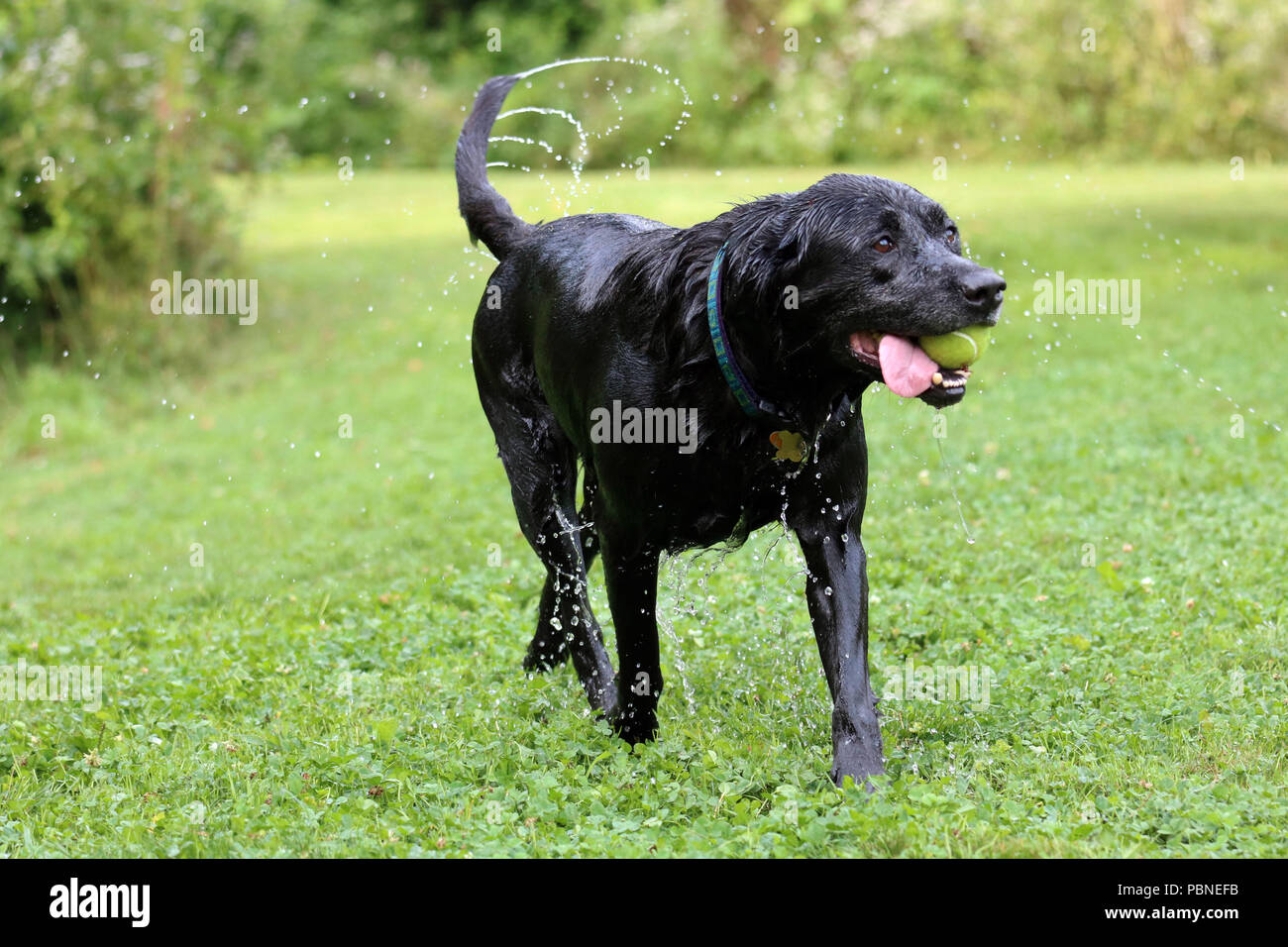 Un labrador noir en été à l'extérieur dans un champ vert Banque D'Images