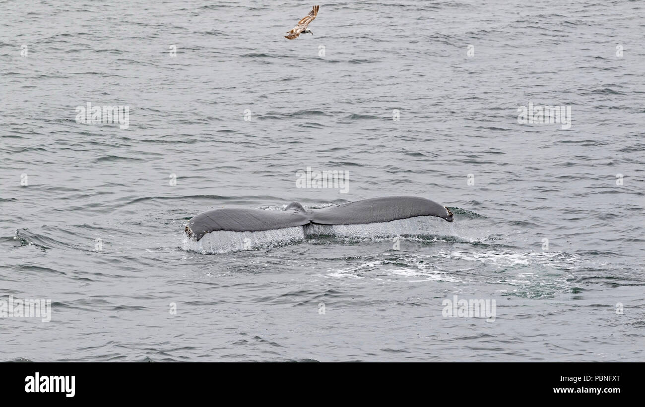L'alimentation des baleines à bosse dans la baie de Monterey Banque D'Images