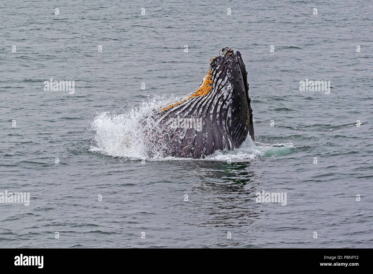 L'alimentation des baleines à bosse dans la baie de Monterey Banque D'Images