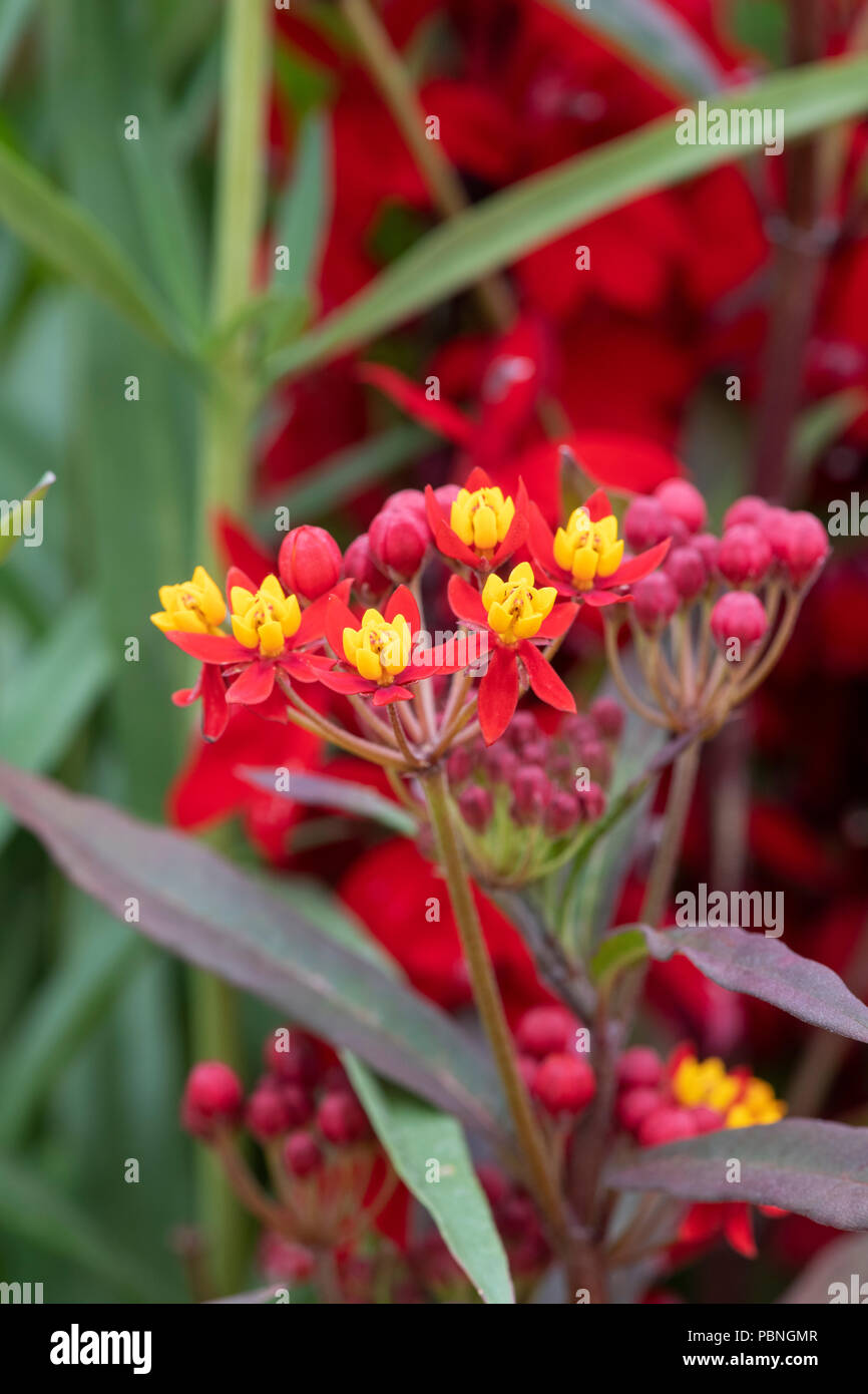 Asclepias curassavica 'Silky scarlet' fleurs. Bloodflower / asclépiade rouge soyeux Banque D'Images