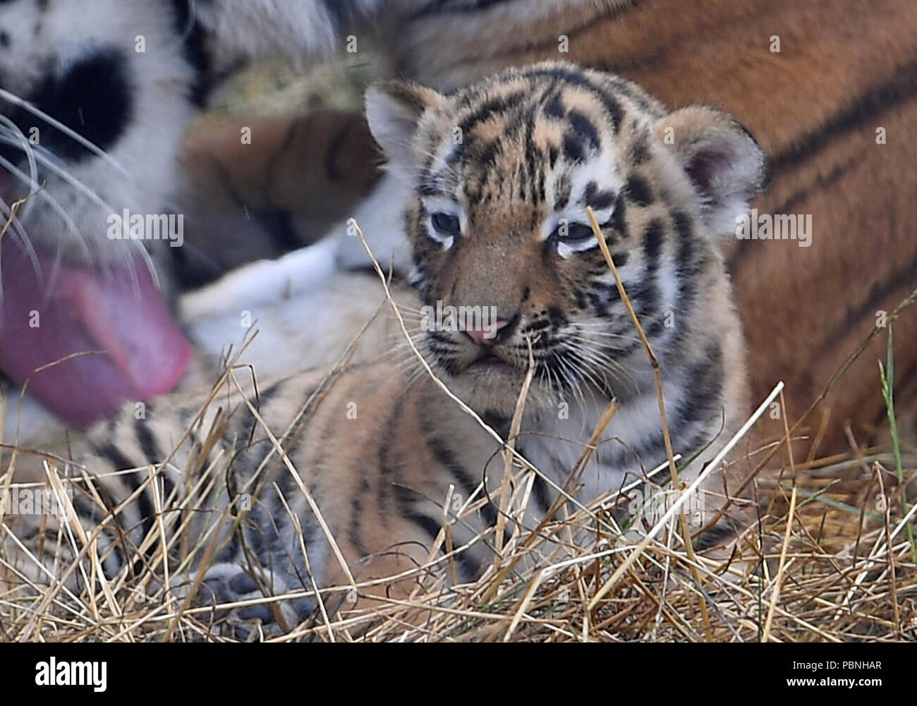 Un mois Amur tiger cub au ZSL zoo de Whipsnade dans le Bedfordshire. Sept ans, a donné naissance à la naya quatre petits, qui n'ont pas encore été nommés ou sexués, le 23 juin. Banque D'Images