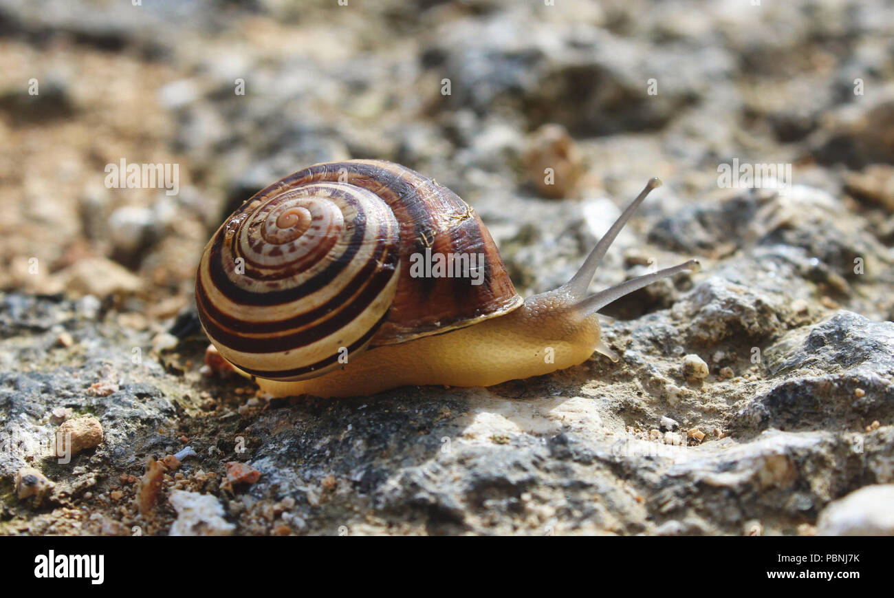 Avec l'escargot, coquille brun et blanc sur la photo gros plan sur le terrain, en se déplaçant sur un chemin rural Banque D'Images