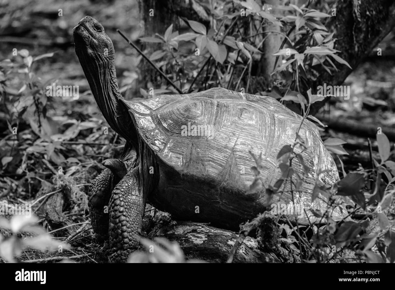 La tortue géante dans le cou de défense dans les îles Galapagos, Equateur, Amérique du Sud Banque D'Images