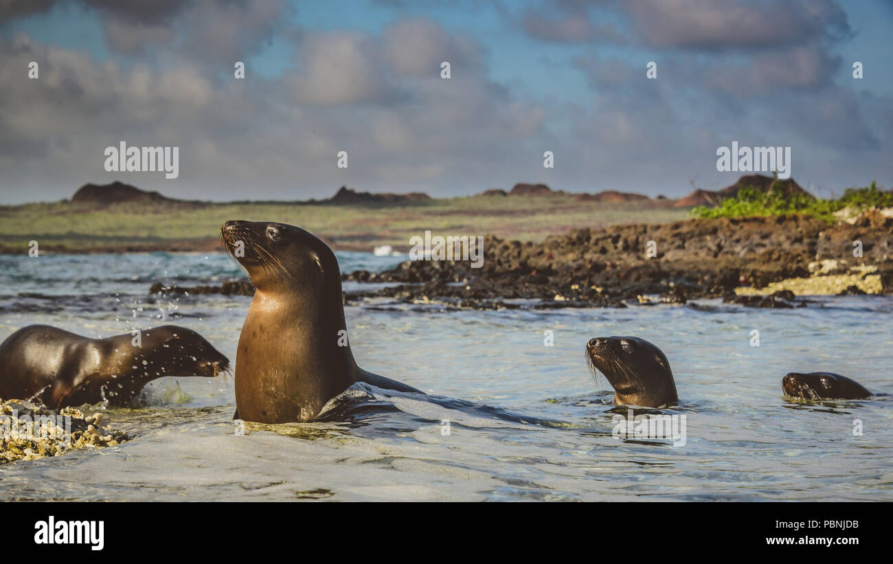 Famille de lions de mer qui jouent près de la plage, îles Galápagos Banque D'Images