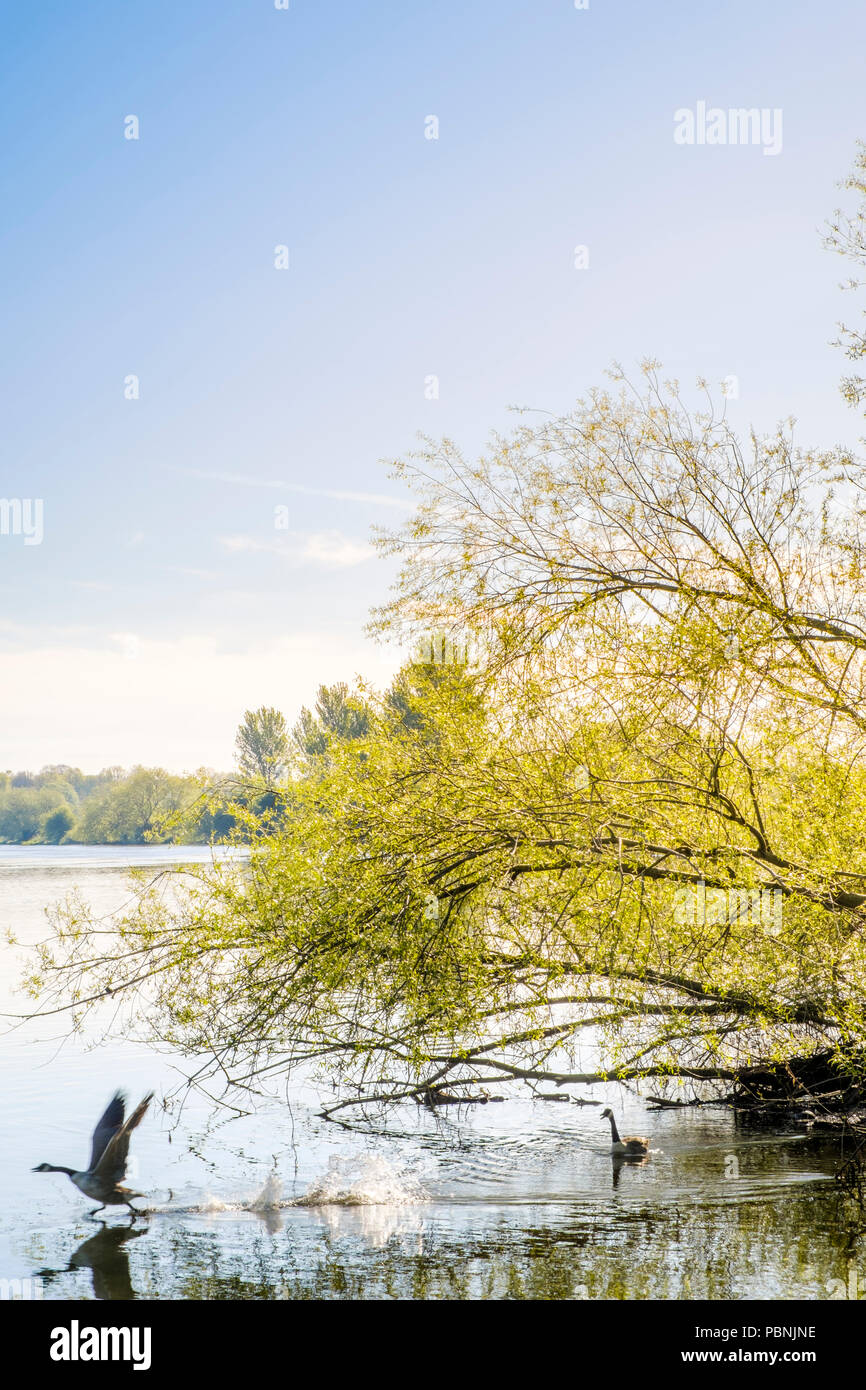 Scène de rivière au printemps. Arbre surplombant la rivière Trent et un vol de bernaches du Canada, loin de l'eau, Lancashire, England, UK Banque D'Images