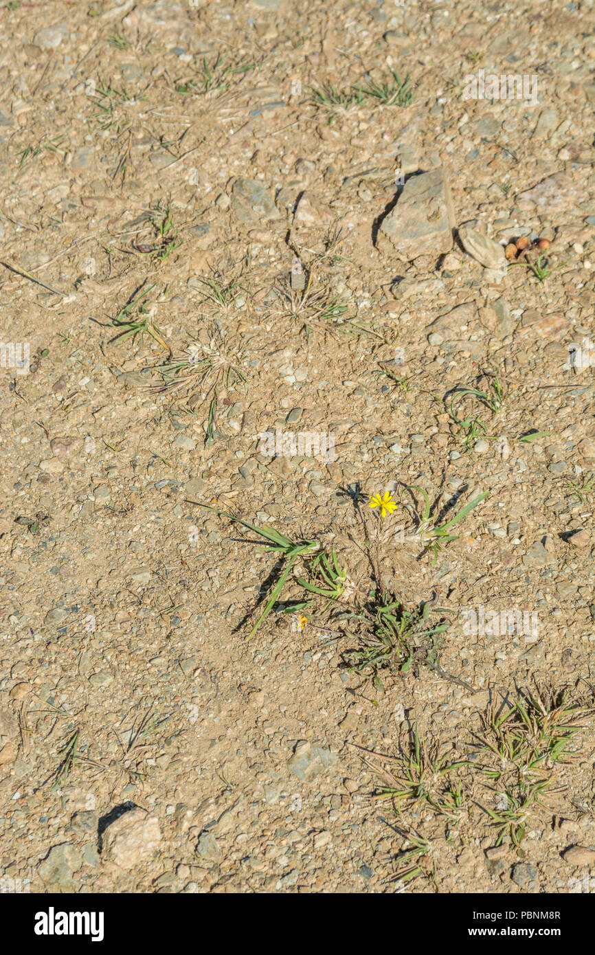 Sun-baked sol / sol pendant la canicule de l'été 2018. Métaphore de l'été chaud et sec, la sécheresse, la sécheresse l'Europe au Royaume-Uni, la pénurie d'eau. Banque D'Images