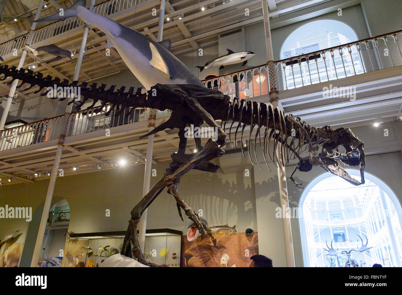 Edimbourg, Ecosse - Juillet 17, 2016 : Tyrannosaurus rex au squelette du Musée National d'Écosse. Il a été rénové en 2011 Banque D'Images