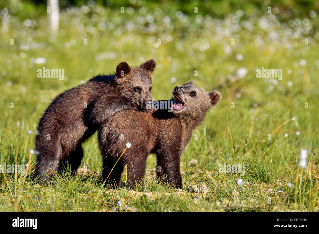 Brown bear cubs jouent à la marais. Banque D'Images