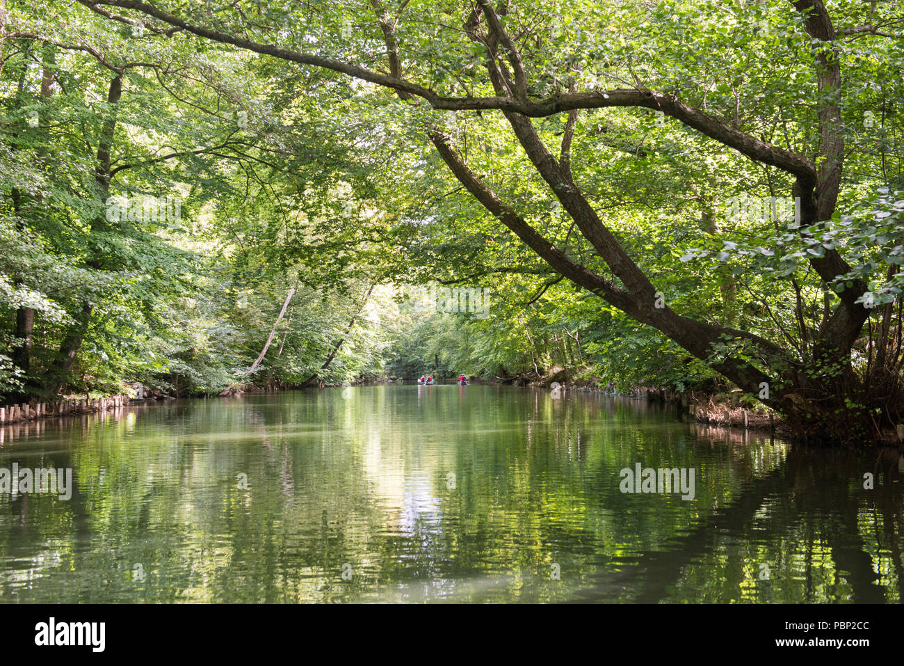 Tour en canoë à Mølleå au Danemark en été avec canal et les aulnes Banque D'Images