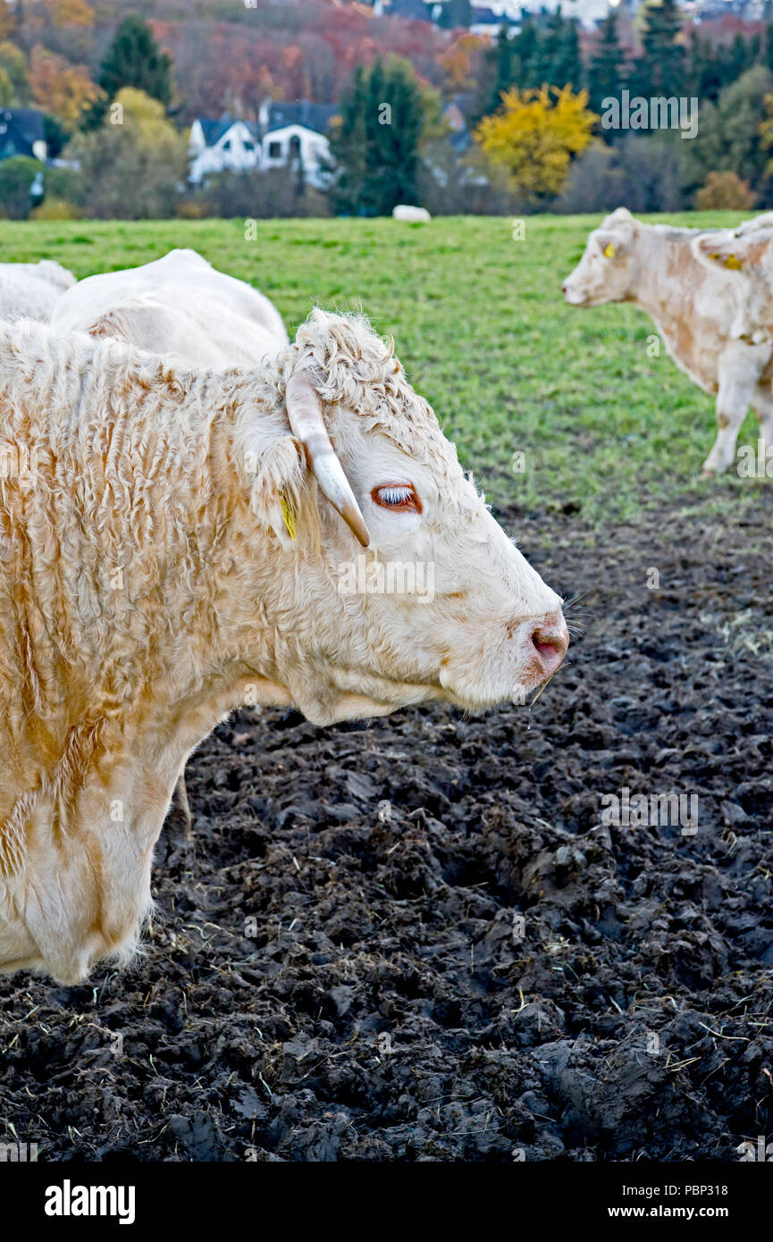 Les vaches en plein air, mâchonnant foin : Kuehe auf der Weide, heu fressend Banque D'Images