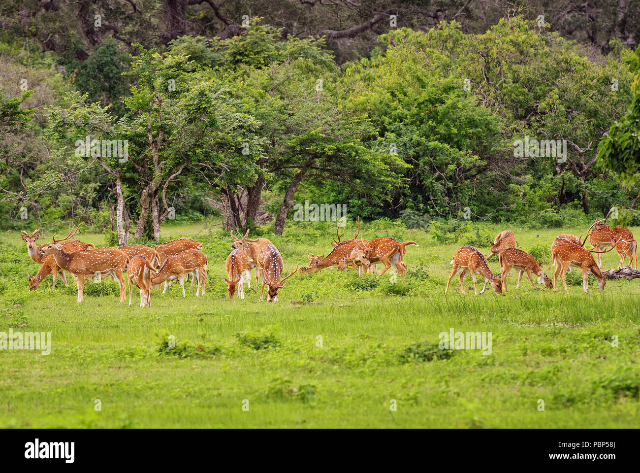 Chital - Axis axis, belle deer de prairies du Sri Lanka. Banque D'Images