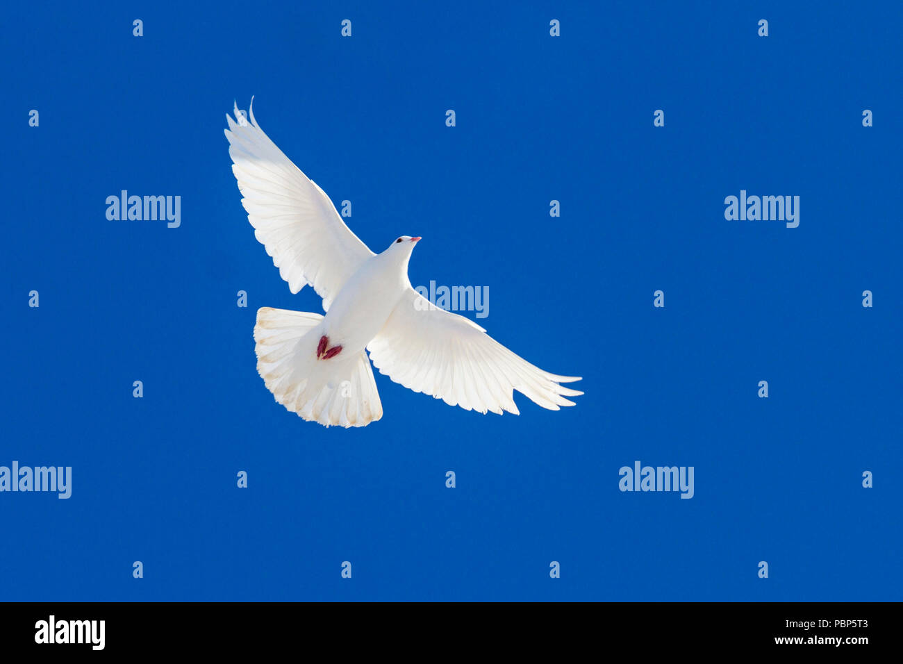 Colombe blanche volant dans le ciel bleu Banque D'Images