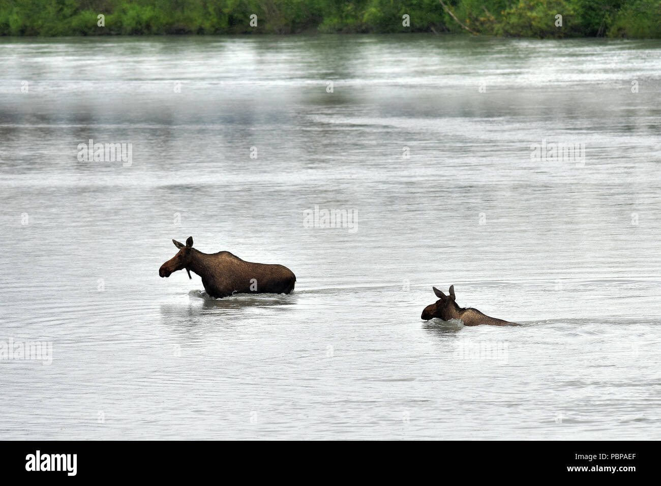 Une paire d'Alaska de l'orignal (Alces alces gigas) nager sur une partie de la rivière Matanuska au nord d'Anchorage, Alaska. Banque D'Images