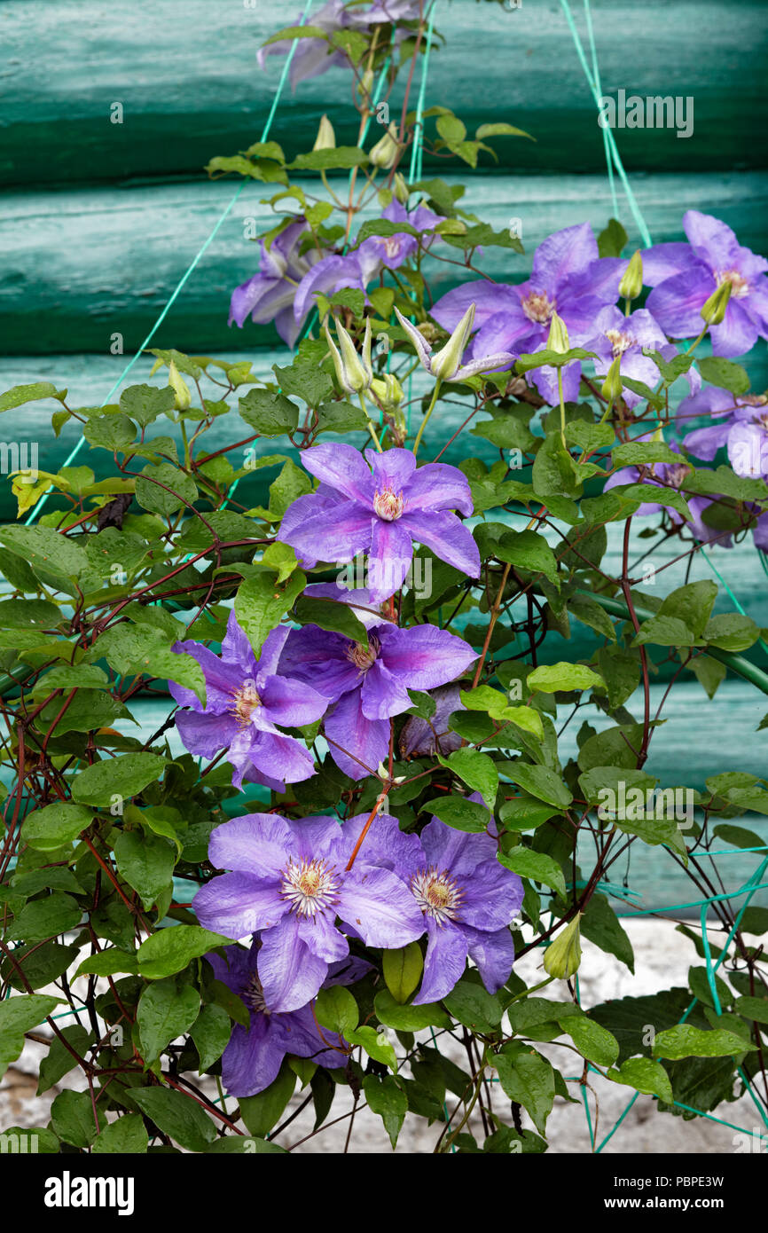 Clematis plante aux fleurs violettes grimpant un mur d'une maison de  campagne Photo Stock - Alamy