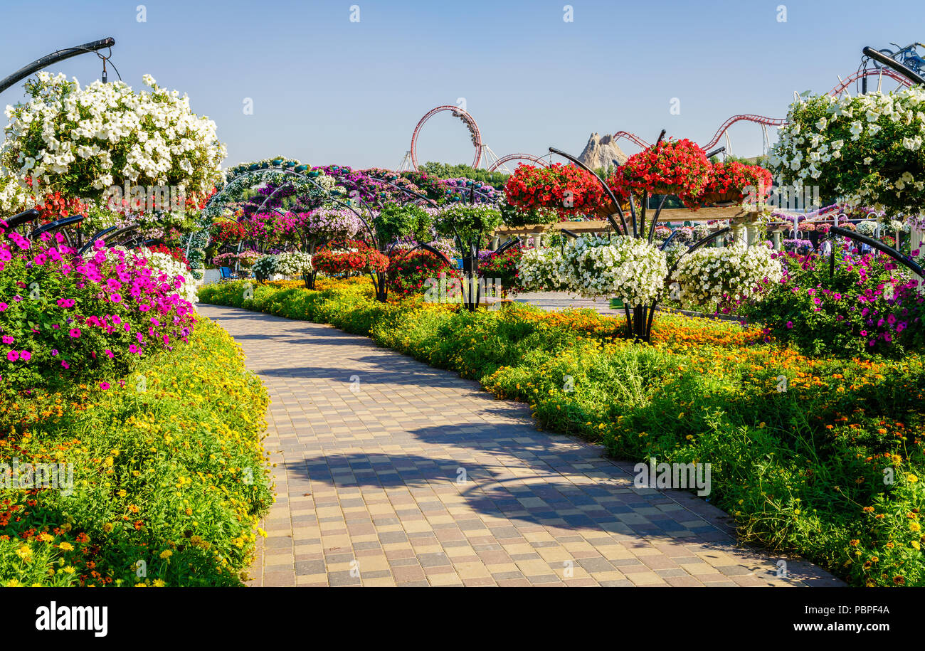 Dubaï, Émirats arabes unis, le 12 décembre 2016 : Miracle Jardin est l'une des principales attractions touristiques de DUBAÏ, ÉMIRATS ARABES UNIS Banque D'Images