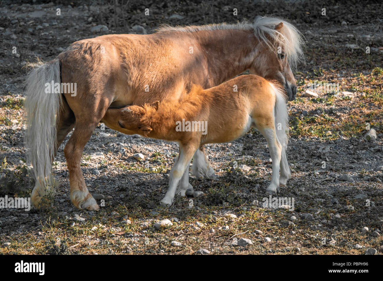 Poney, mare avec suckling, poulain , Sankt Gallen, Suisse Banque D'Images