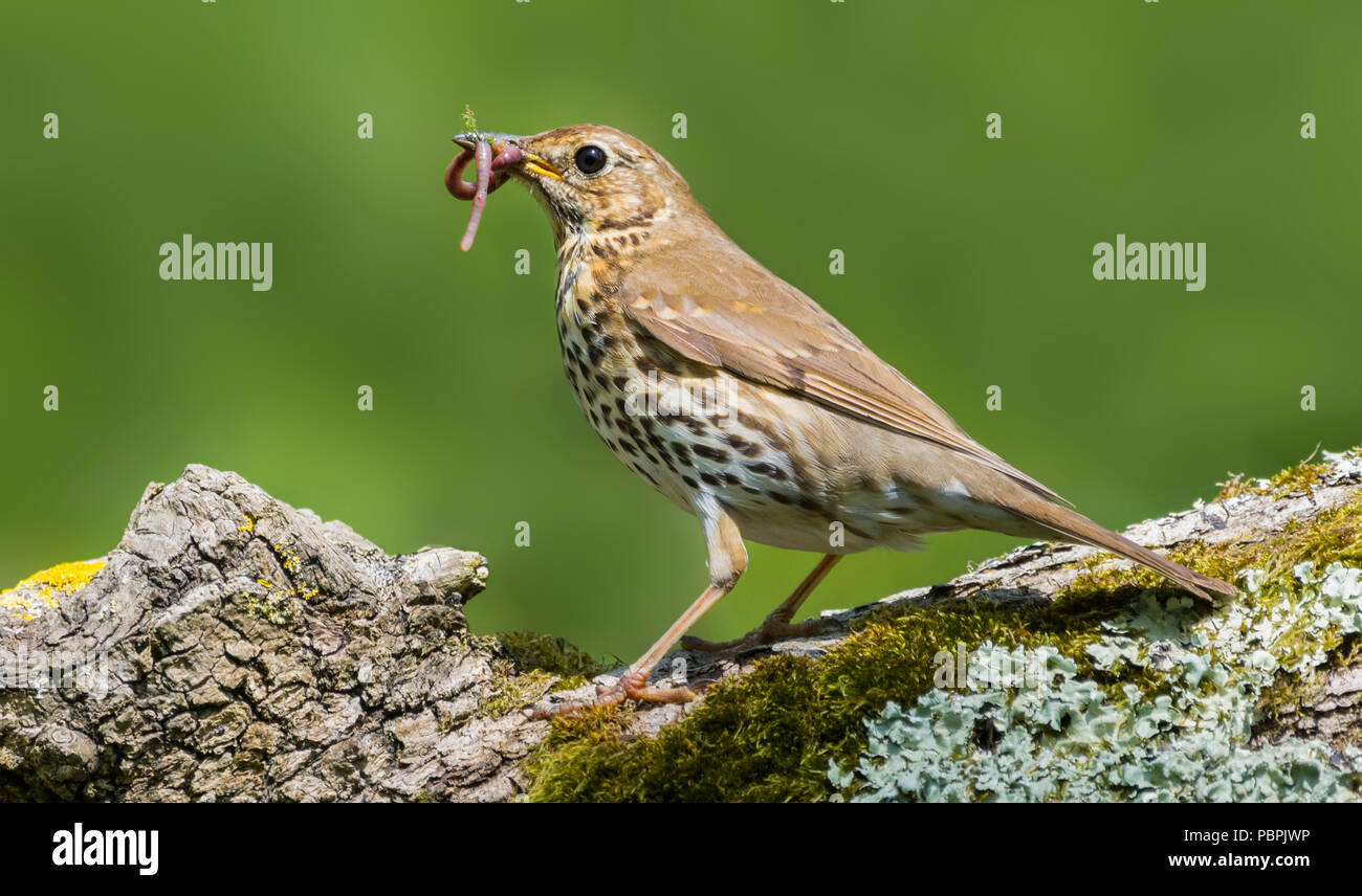 Grive musicienne (Turdus philomelos) debout sur une branche d'arbre de manger un ver au début de l'été dans le West Sussex, Angleterre, Royaume-Uni. Banque D'Images