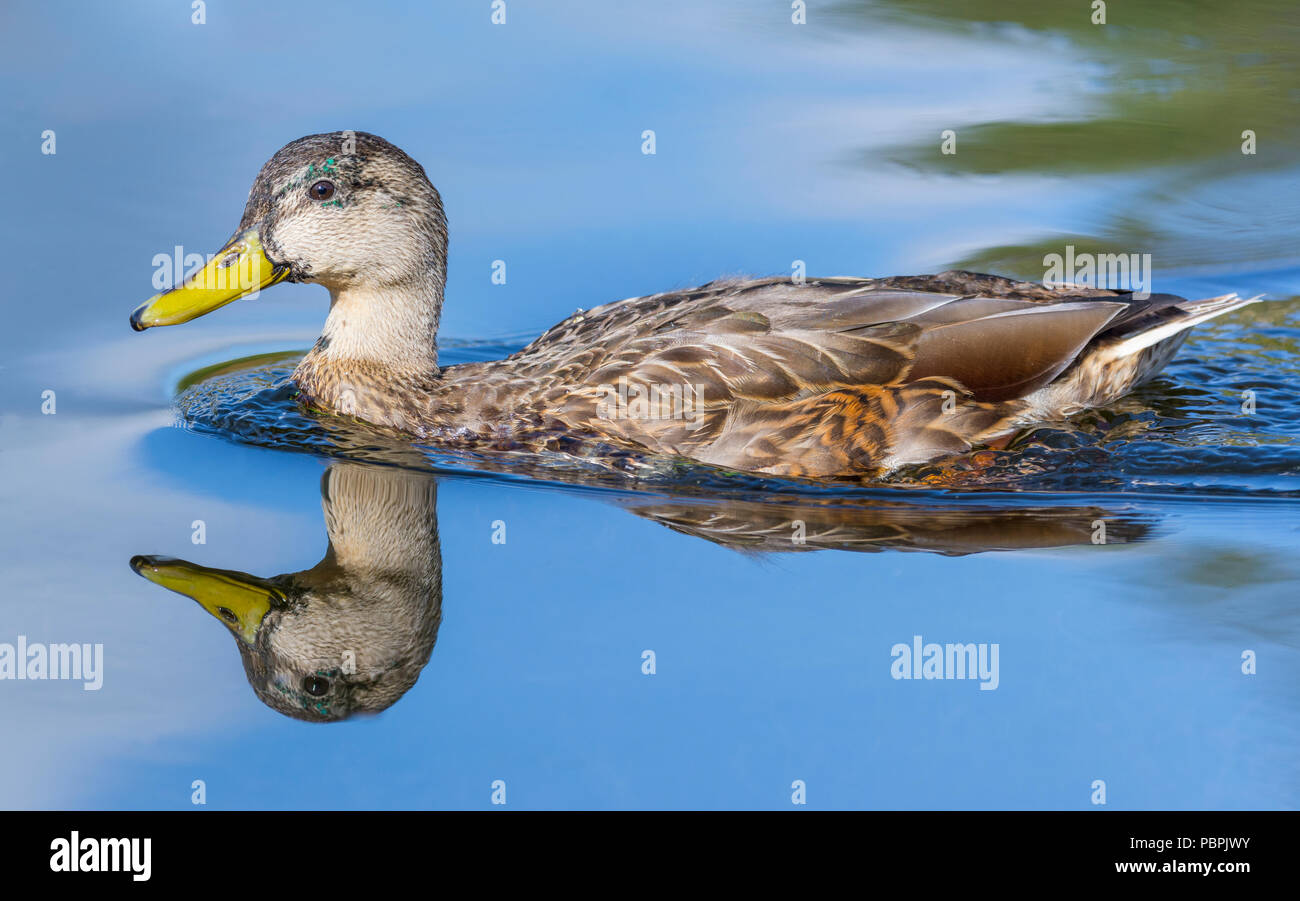 Canard colvert femelle. Femelle Canard colvert (Anas platyrhynchos) Nager dans l'eau avec un reflet parfait, au Royaume-Uni. Canard colvert l'eau. Banque D'Images Canard colvert femelle. Femelle Canard colvert (Anas platyrhynchos) Nager dans l'eau avec un reflet parfait, au Royaume-Uni. Canard colvert l'eau. Banque D'Images