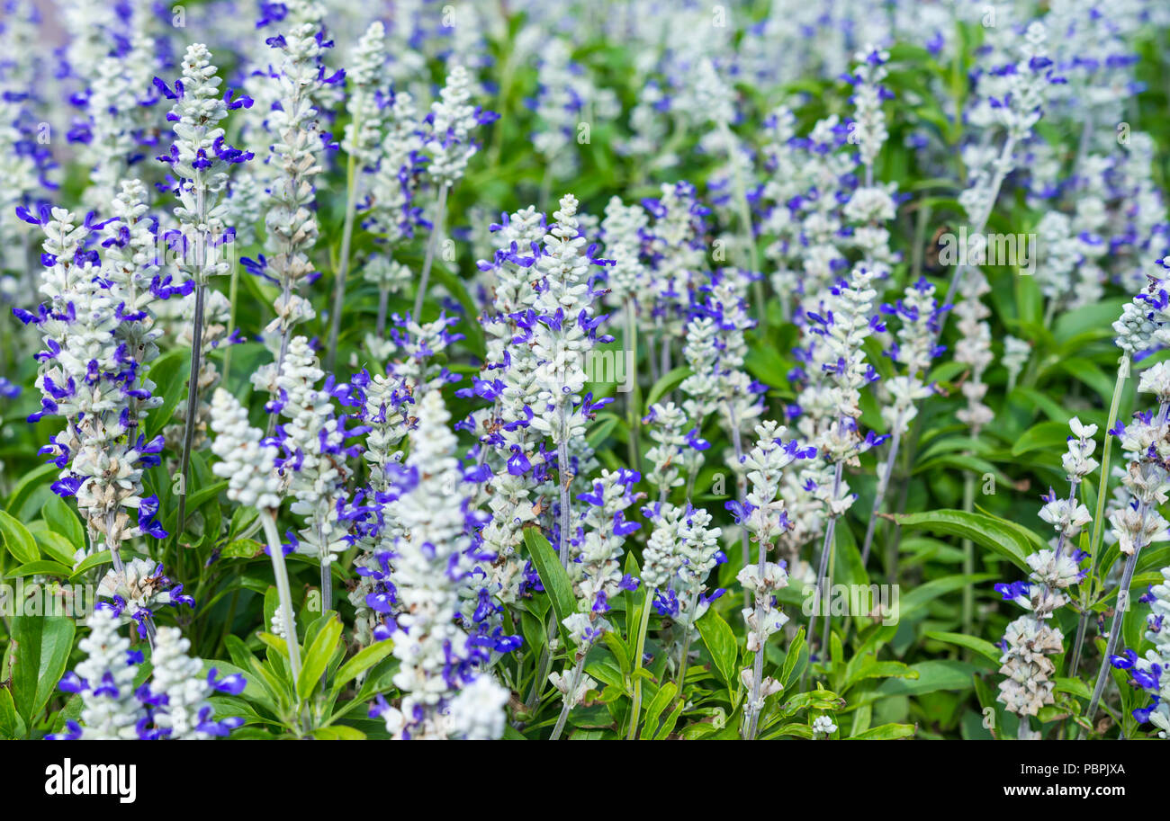 Mealycup Sage, AKA similaire à de la sauge (Salvia farinacea 'Strata'), une literie d'été plante vivace, dans un lit de fleur en été, dans le West Sussex, Angleterre, Royaume-Uni. Banque D'Images