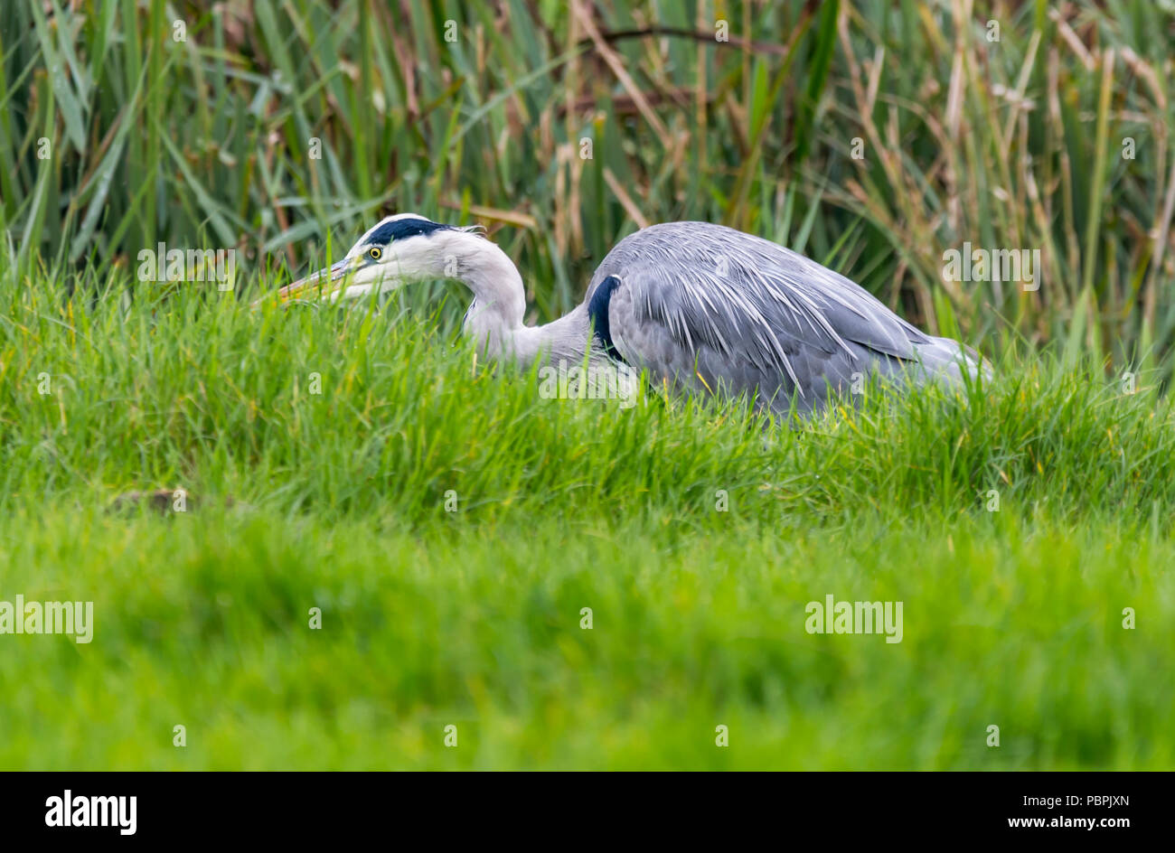 Ardea cinerea (Héron cendré), à la recherche de nourriture dans un champ à l'automne, dans le West Sussex, Angleterre, Royaume-Uni. Banque D'Images