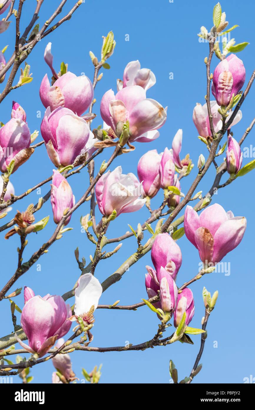 Magnolia avec pétales de rose et blanc, en commençant à fleurir au printemps au Royaume-Uni. Banque D'Images