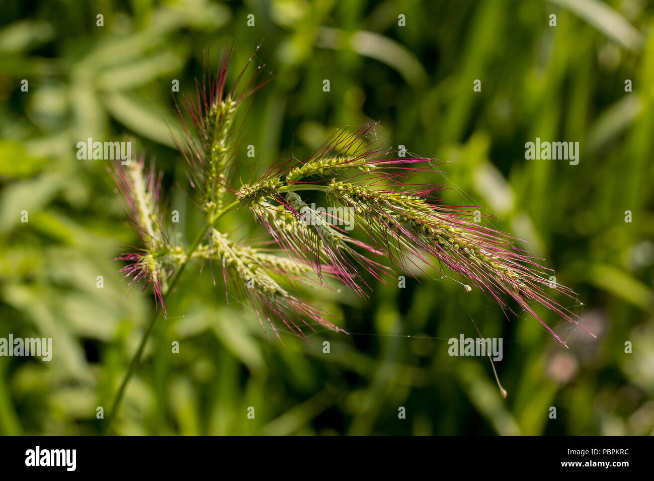 Fleurs de l'herbe cockspur - Echinochloa crus-galli Banque D'Images