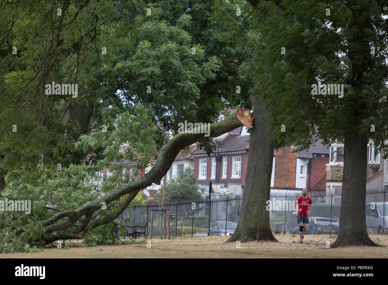 Ruskin Park, Londres, UK. 29 juillet, Londres, Angleterre : un jogger attend jusqu'à où une grosse branche d'un 100 ans en frêne feuille complète s'est détachée et est tombée pendant la nuit, des vents forts à la suite de la canicule au Royaume-Uni qui a pris fin au cours de la fin de semaine. Photo de Richard Baker / Alamy Live News. Banque D'Images