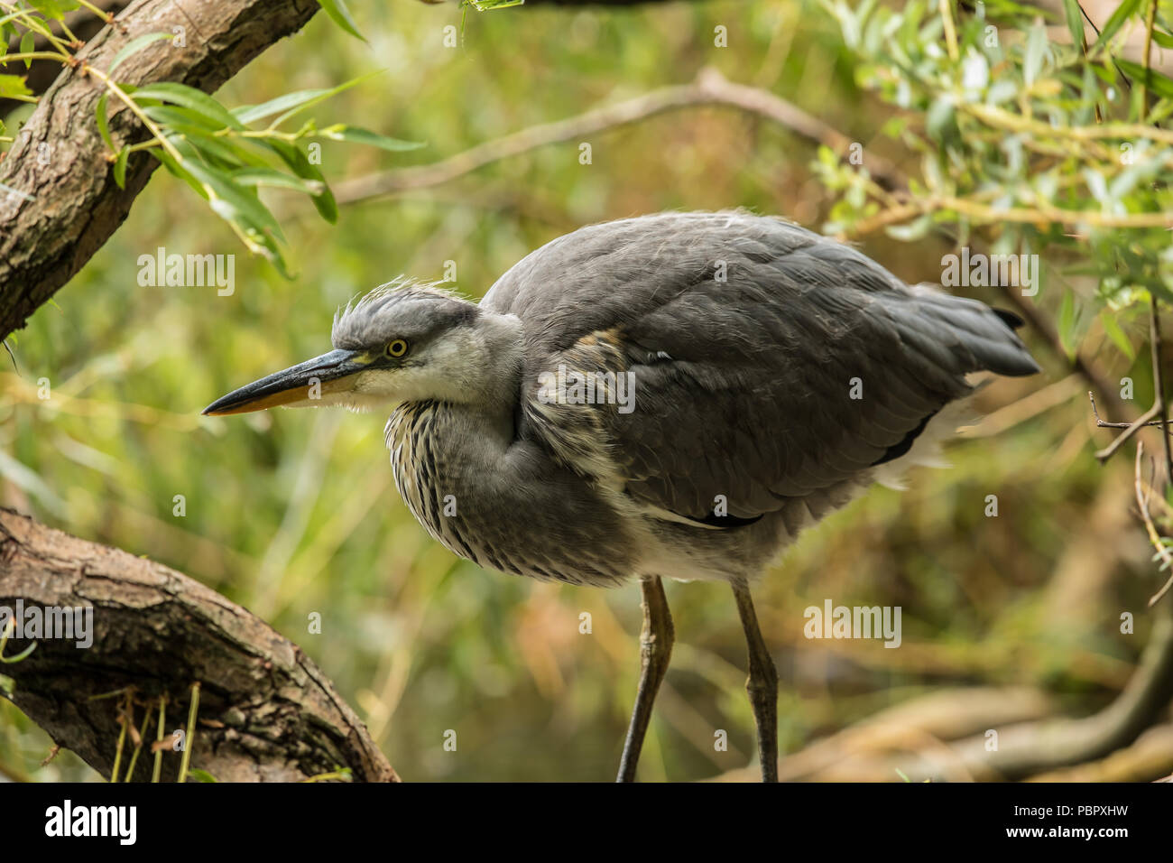 London,UK. 29 juillet 2018 un héron dans un saule sur le lac à Peckham Rye Park. David Rowe/Alamy Live News. Banque D'Images