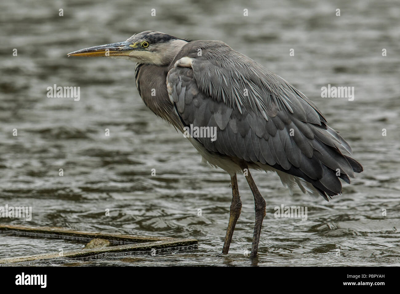 London,UK. 29 juillet 2018 un héron sur le lac à Peckham Rye Park. David Rowe/Alamy Live News. Banque D'Images