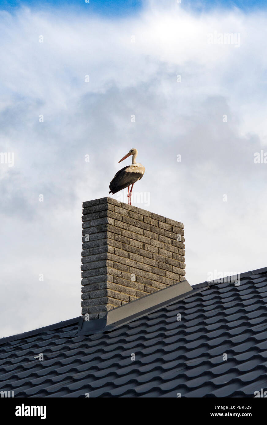 Stork s'asseoir sur la cheminée d'une chambre Banque D'Images