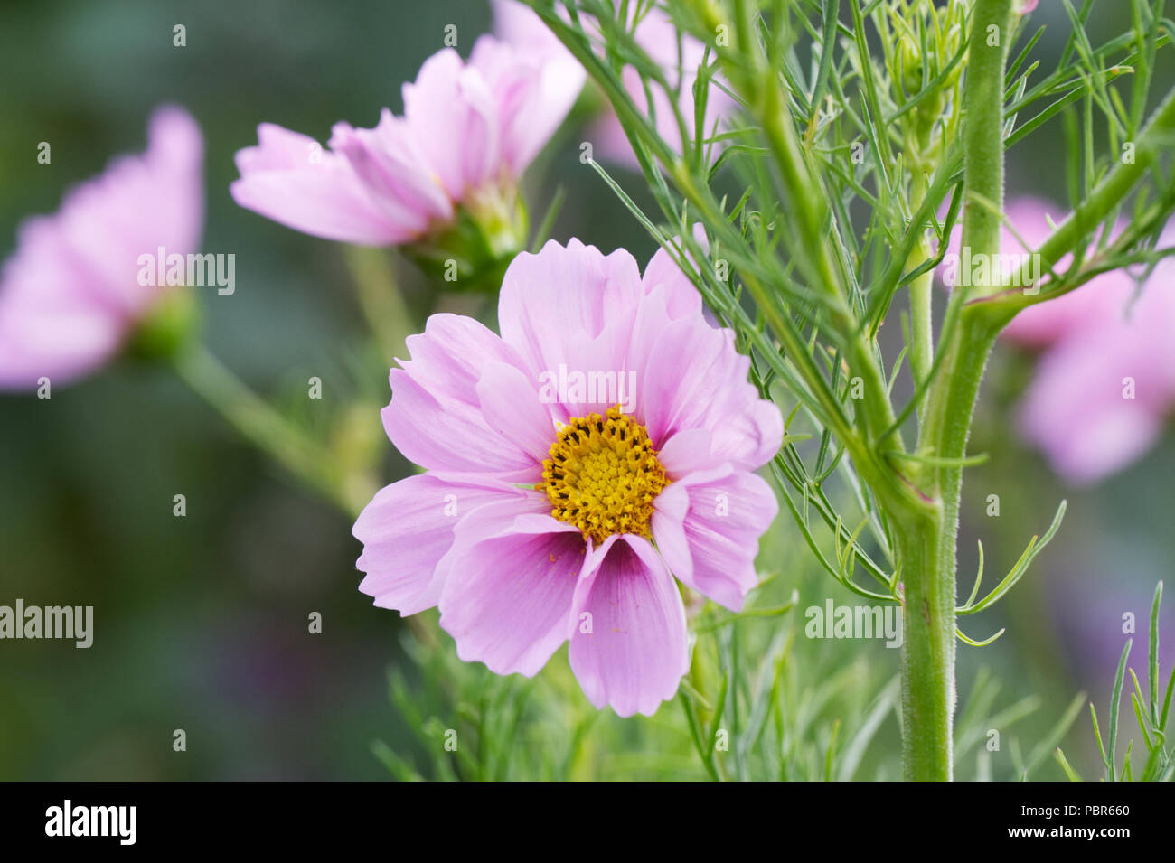 Cosmos 'Seashells' fleurs. Banque D'Images