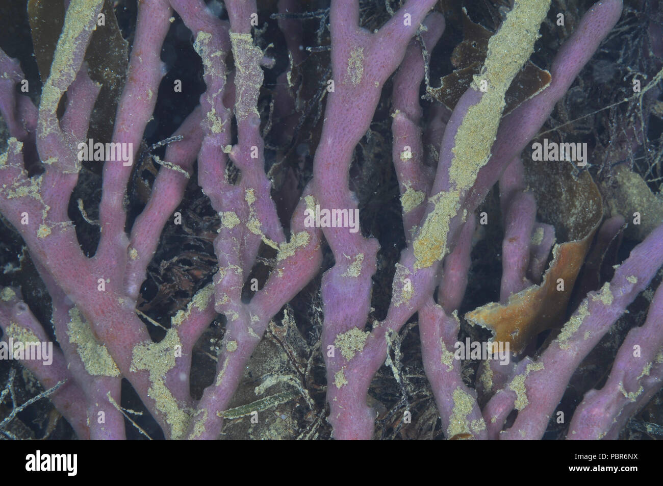 Détail d'un grand buisson o doigt violet marron éponge parmi les mauvaises herbes dans les eaux peu profondes de la mer, il a été détaché du fond, partiellement recouverte d'une couche de so Banque D'Images
