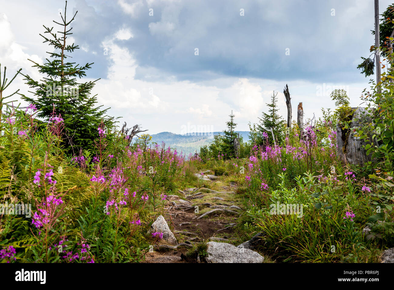 Vue d'Trojmezi Trojmezna, Dreisessel et collines avec des forêts détruites par l'infestation de dendroctones (calamity) dans la région de montagnes de Sumava. Banque D'Images