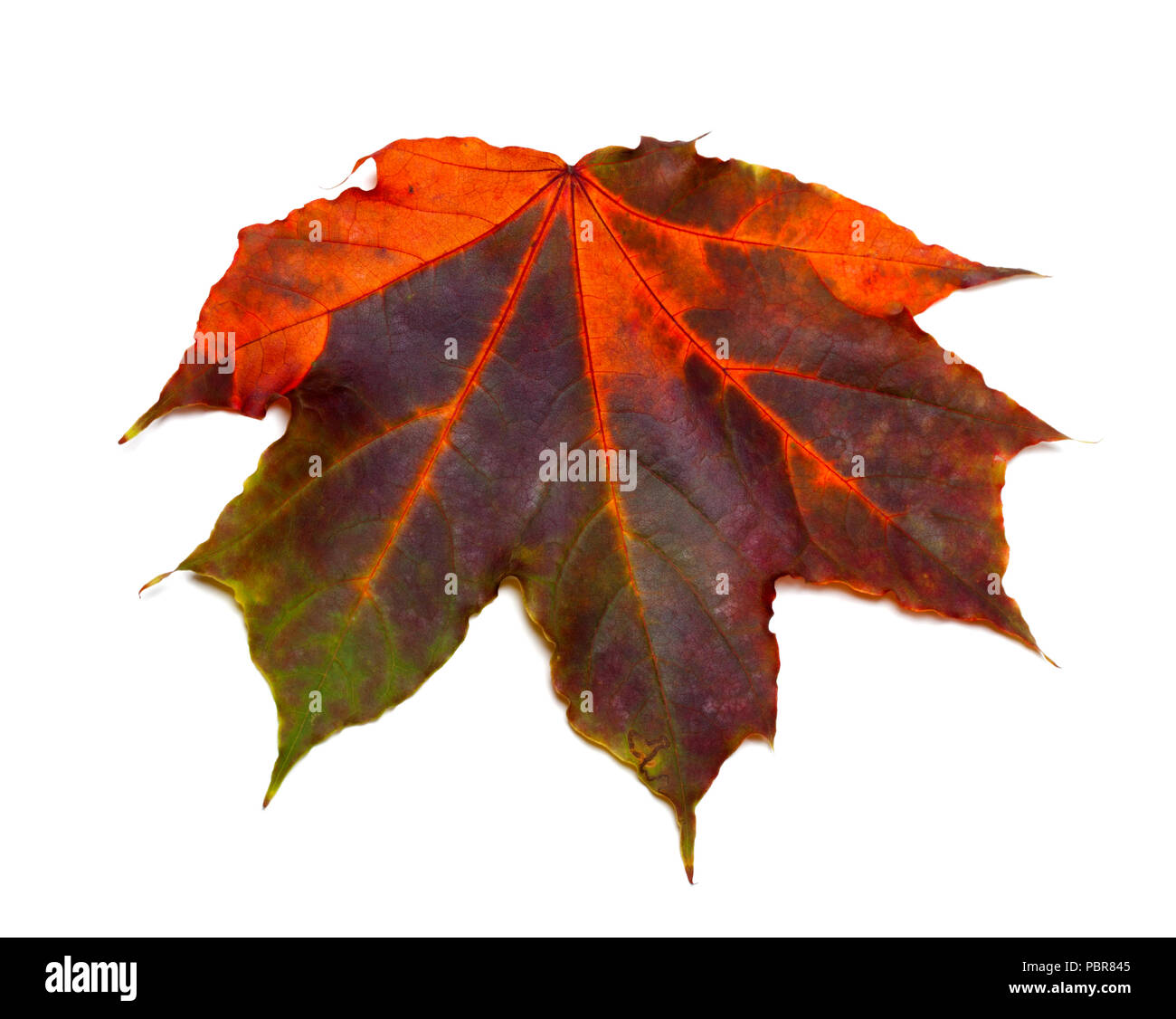 Feuille d'érable d'automne multicolore isolé sur fond blanc Banque D'Images