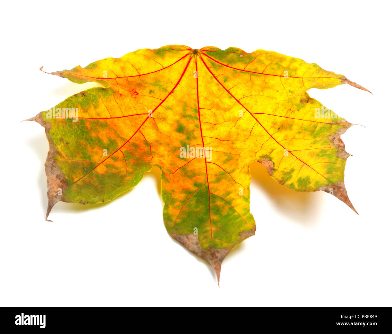Automne feuilles d'érable sec sur fond blanc Banque D'Images
