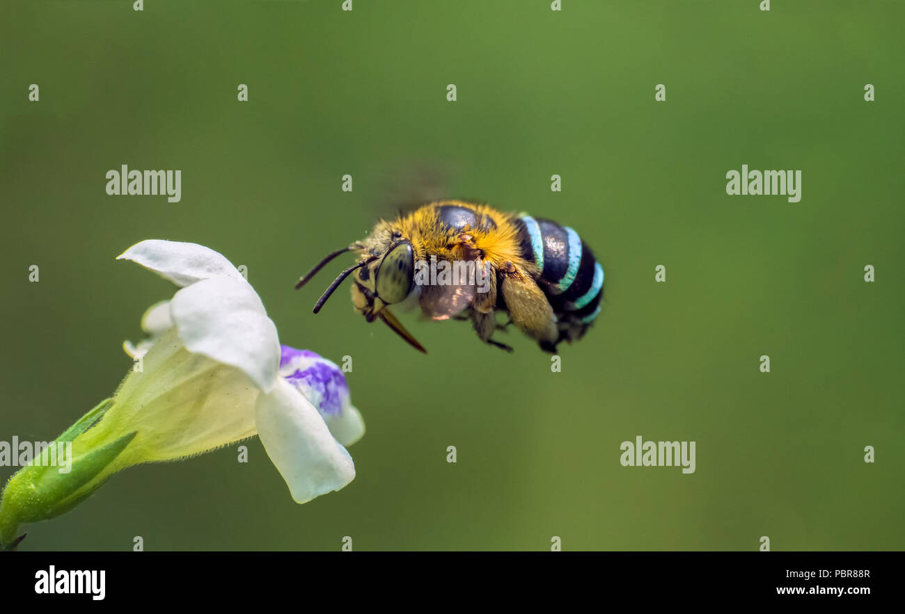 Abeille rayée bleu Banque D'Images