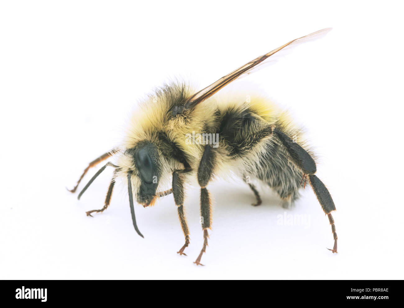 À tête jaune bourdon (Bombus flavifrons) Macro portrait, sauvage, la péninsule Olympique HOMME Banque D'Images