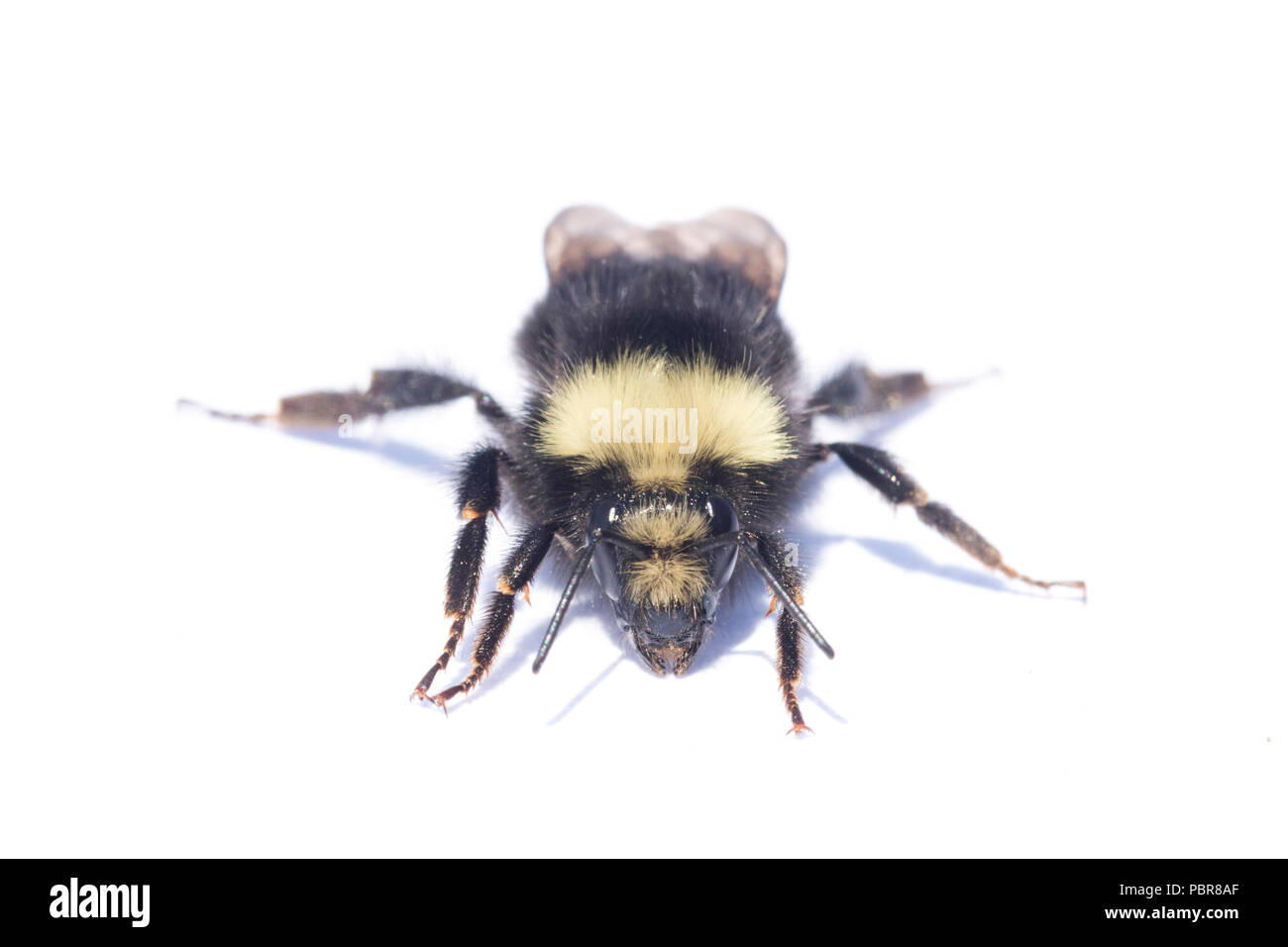 À face jaune bourdon (Bombus) vosnesenskii Bumble bee commune du nord-ouest de l'US, close-up portrait Banque D'Images