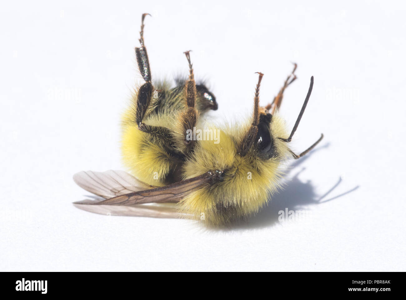 À tête jaune bourdon (Bombus flavifrons) Macro portrait, sauvage, la péninsule Olympique HOMME Banque D'Images