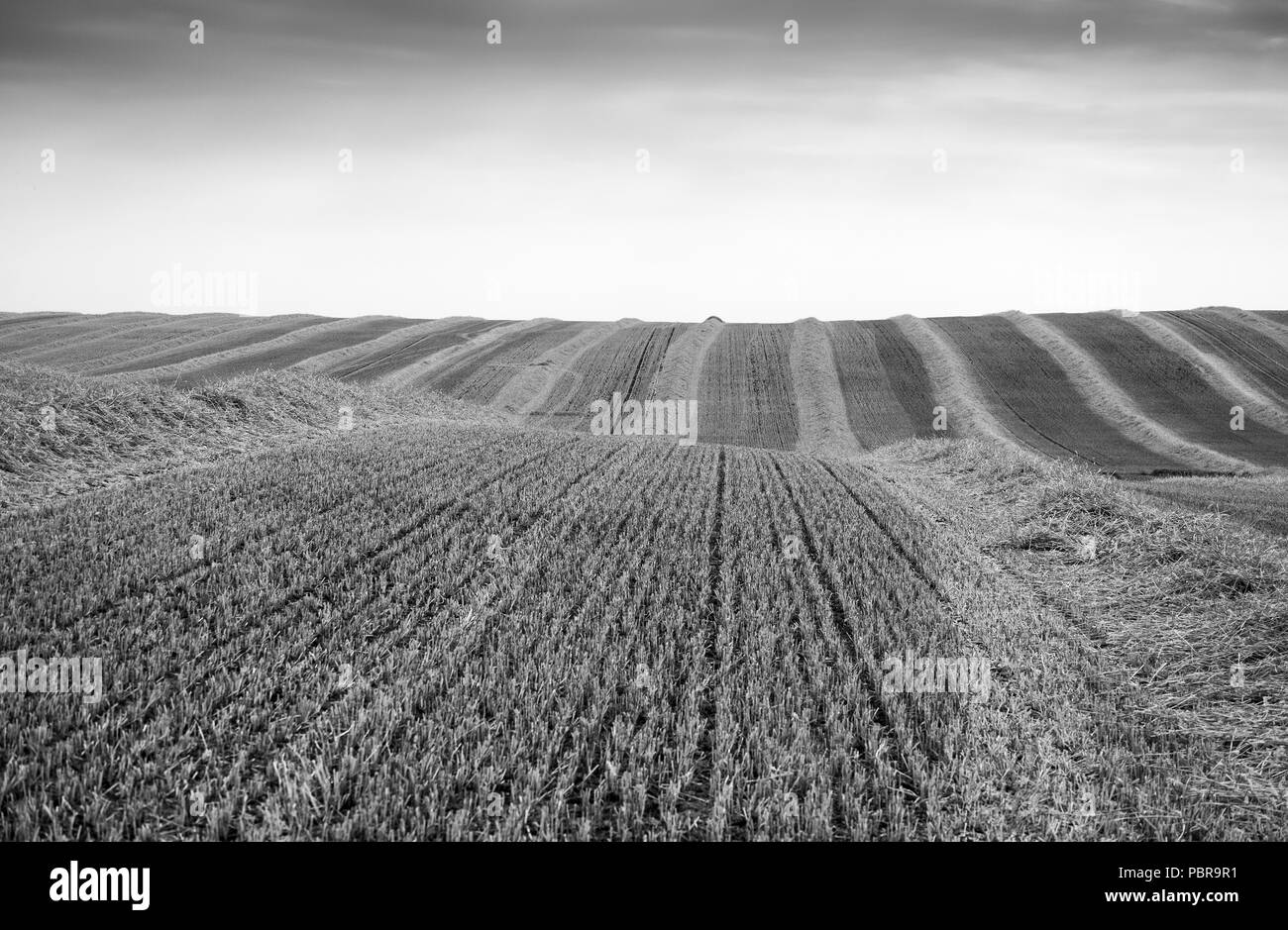 Champ d'orge récoltés au cours de la canicule de l'été 2018 au Royaume-Uni Banque D'Images