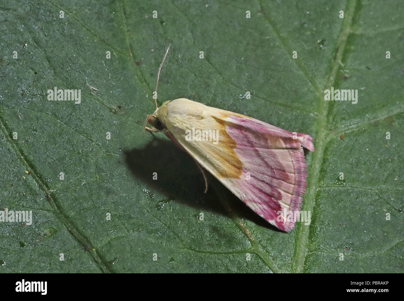 Belle Eublemma purpurina (Marbré) adulte au repos sur feuille, rare en Grande-Bretagne migrants Eccles-sur-Mer, Norfolk, UK 27 Juillet 2018 Banque D'Images