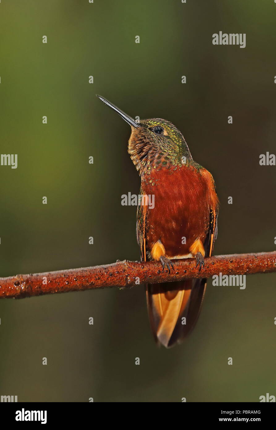 Colibri de Matthews (Boissonneaua matthewsii) adulte perché sur l'Équateur, direction générale de Tapichalaca Reserve Février Banque D'Images